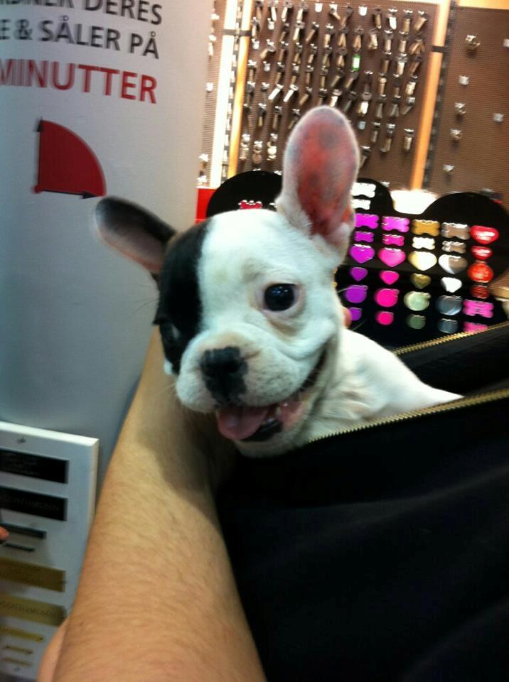Fransk bulldog * Snuggi * - Snuggi den dag vi hentede hende  billede 2