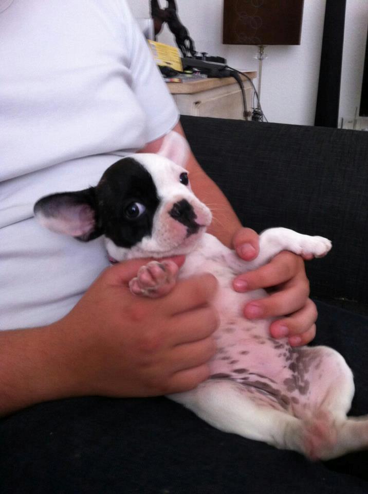 Fransk bulldog * Snuggi * billede 20