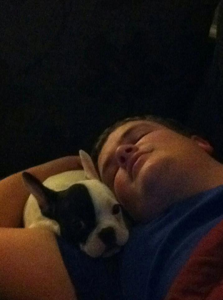 Fransk bulldog * Snuggi * billede 21