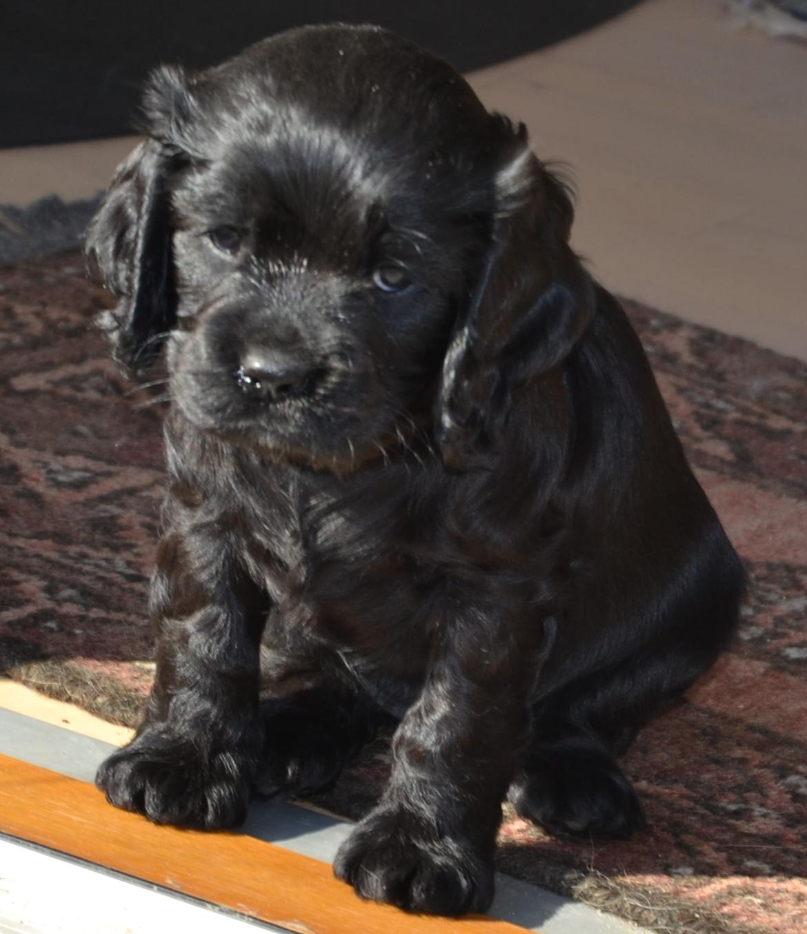 Blanding af racer Gucci (Bella-Luna) - Velkommen til Gucci/Bella Lunas profil<3 billede 1