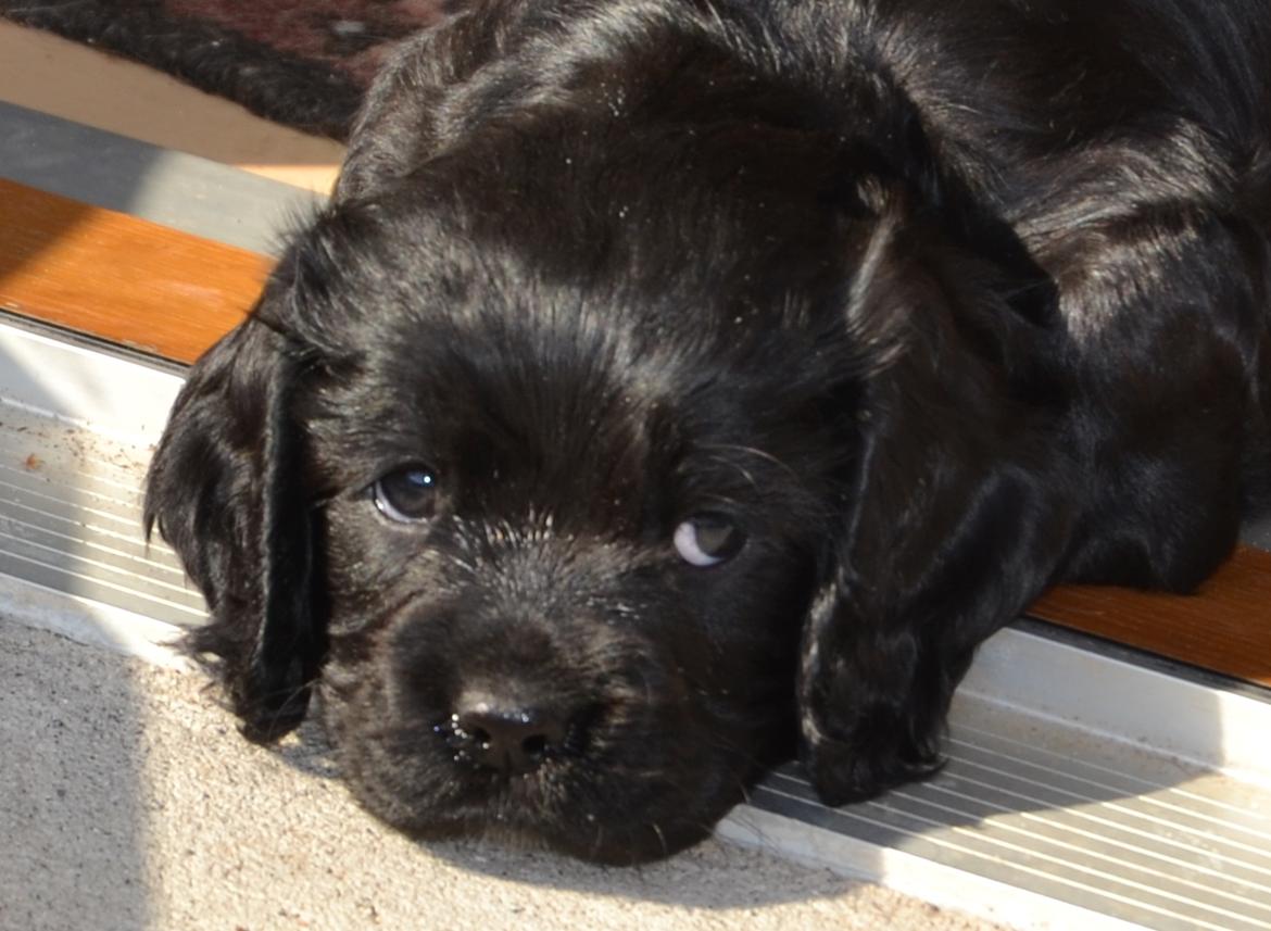 Blanding af racer Gucci (Bella-Luna) billede 7