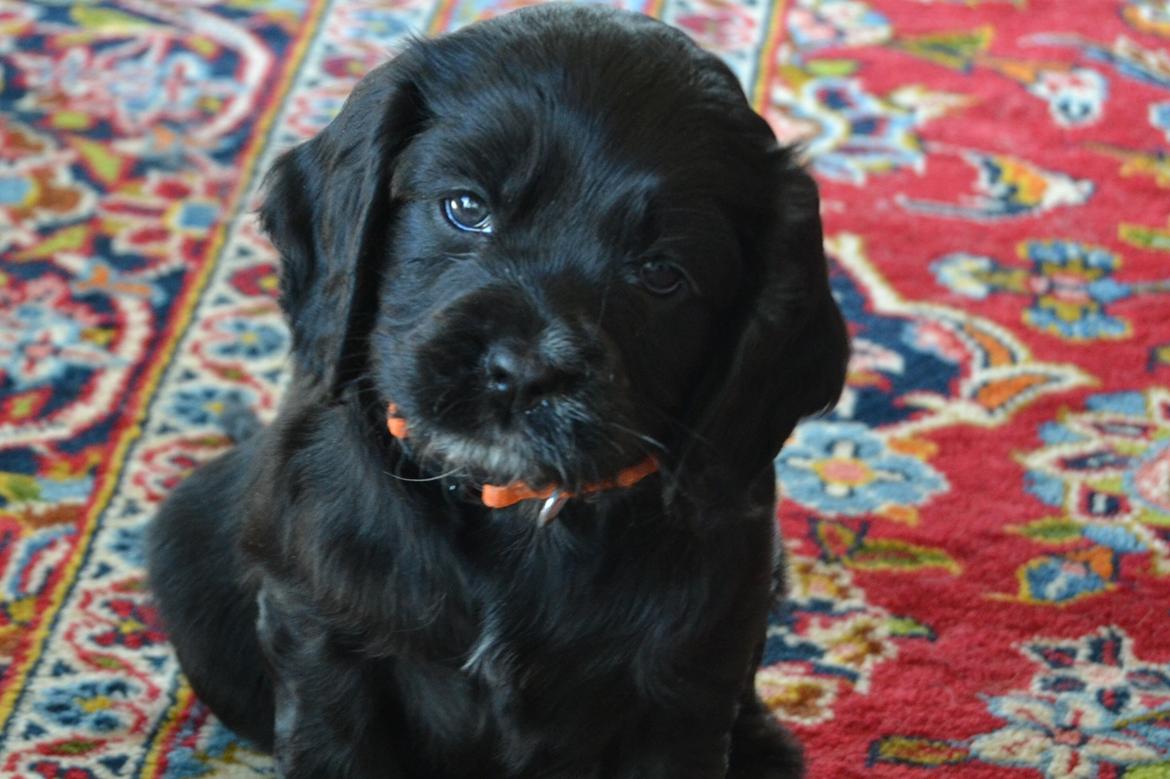 Blanding af racer Mulle - Mulle da hun var en lille vaps!<3 Min lille gris:-* billede 4