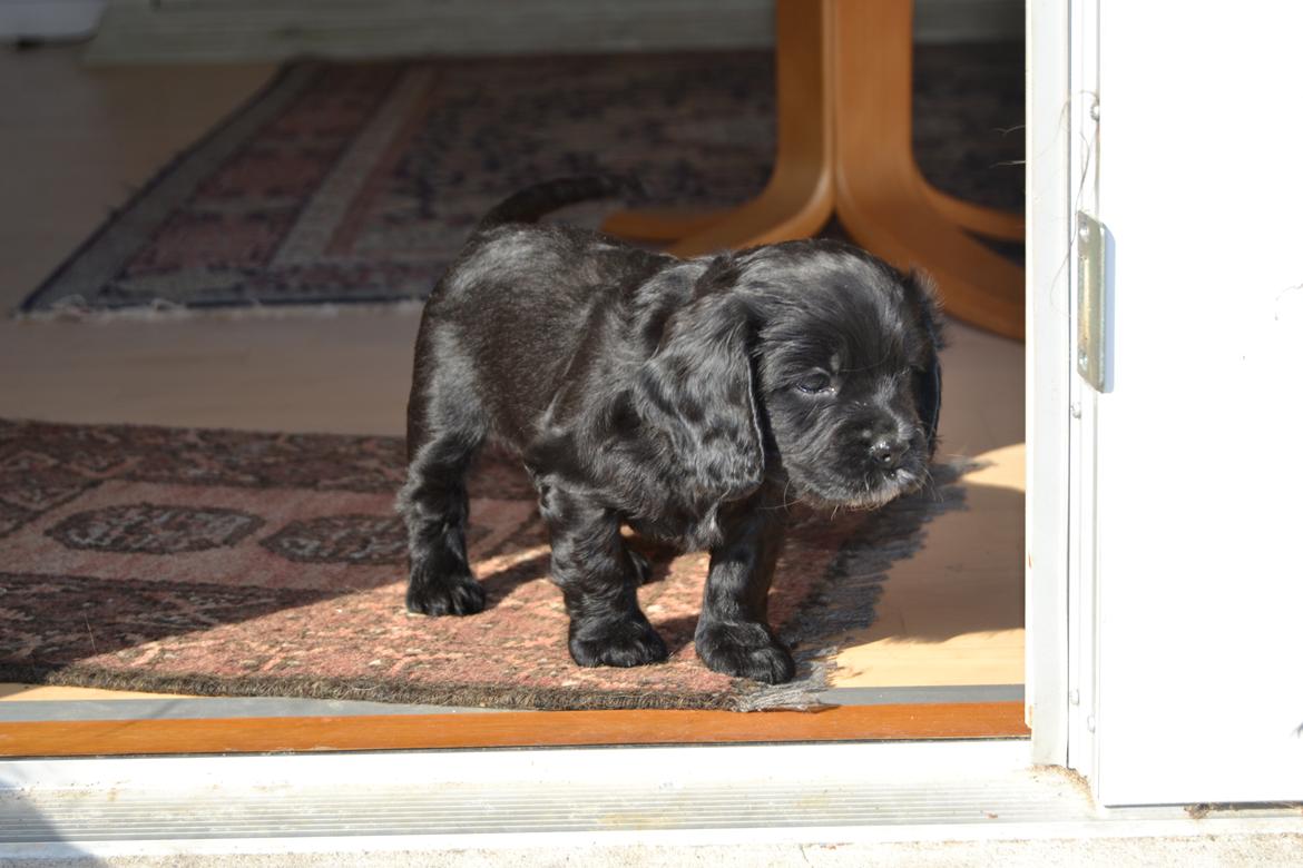 Blanding af racer Mulle - Nysgerig Mulle<3 billede 5