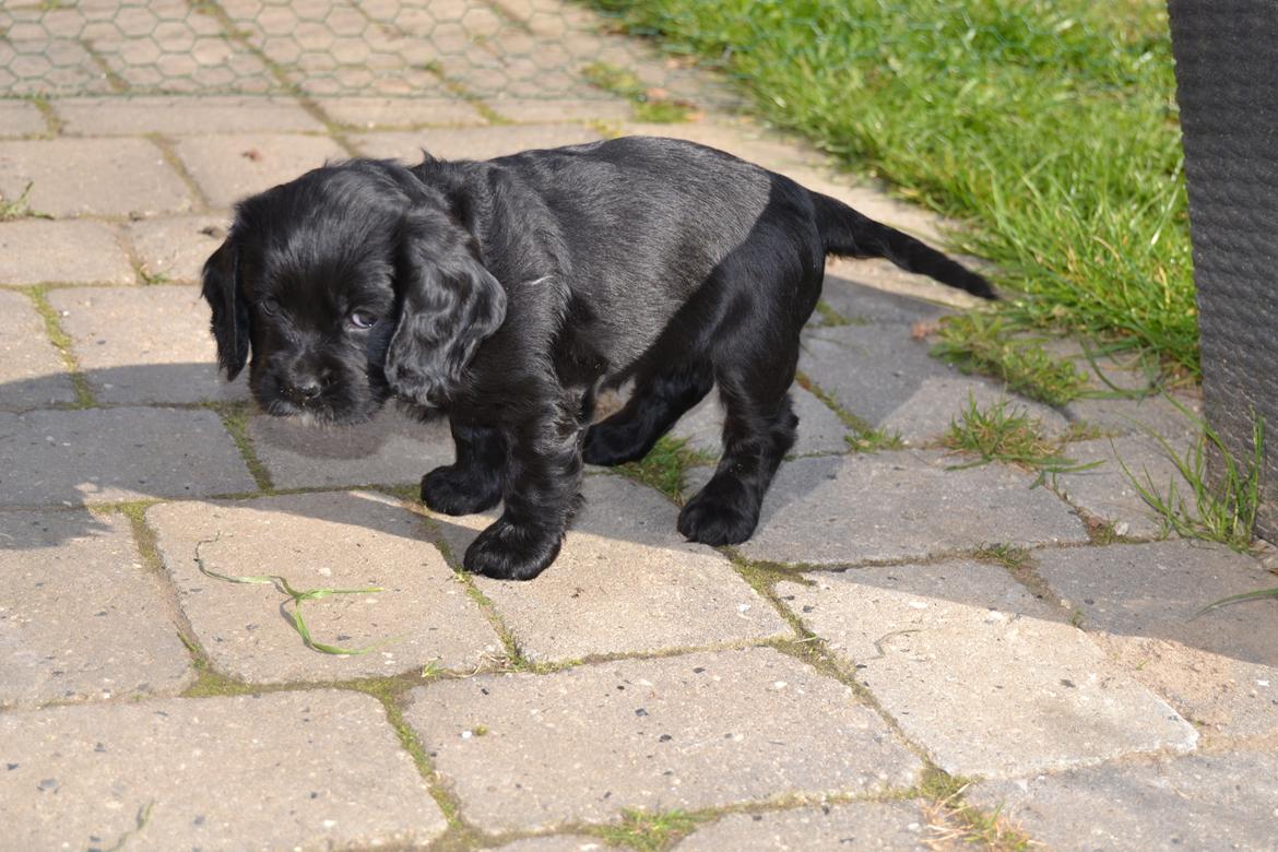 Blanding af racer Mulle - Lille hvalp billede 6