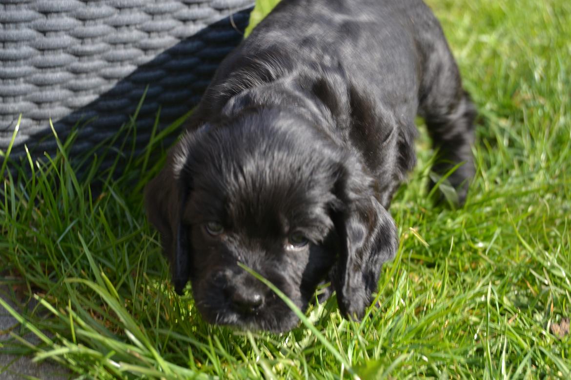 Blanding af racer Mulle billede 7