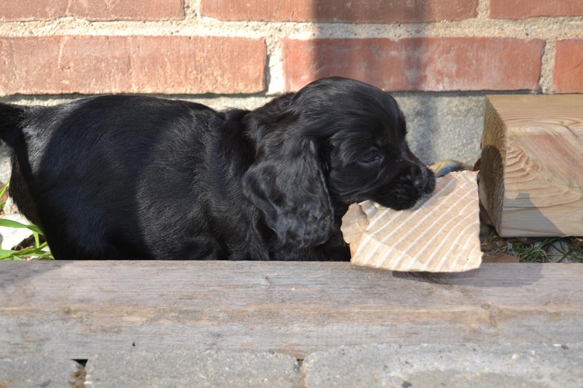 Blanding af racer Mulle billede 8