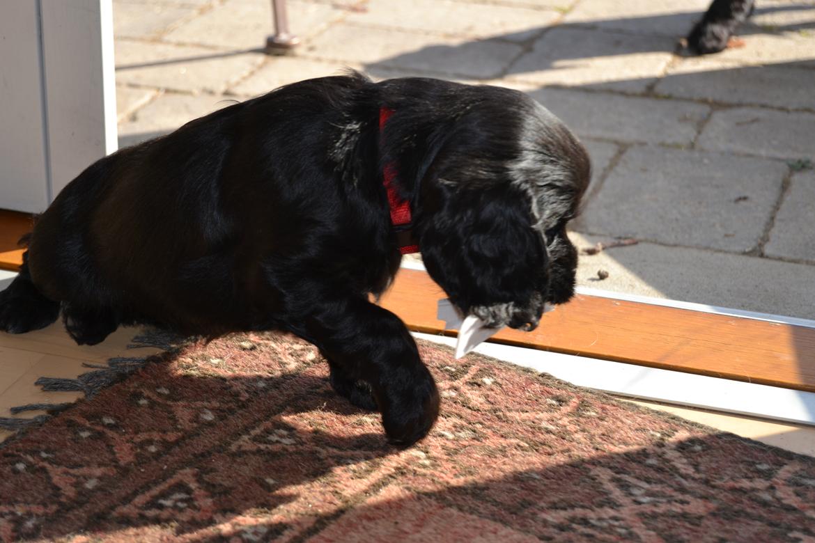 Blanding af racer Lady billede 7