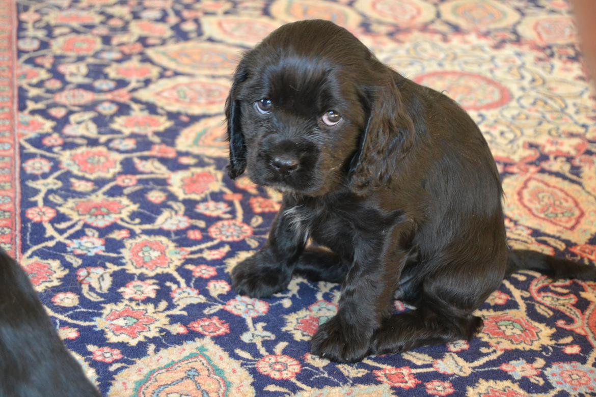 Blanding af racer Lady billede 8