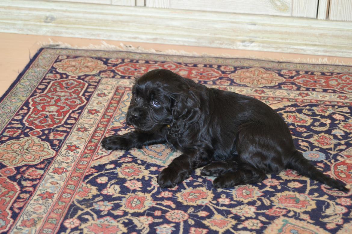 Blanding af racer Lady billede 9