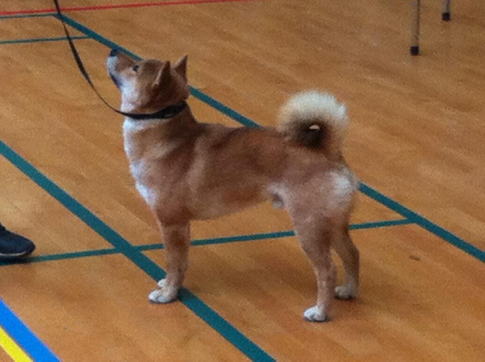 Shiba Max billede 18