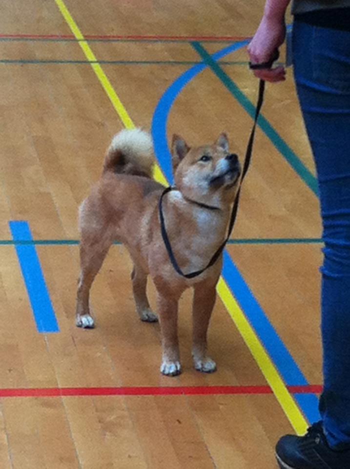 Shiba Max billede 19