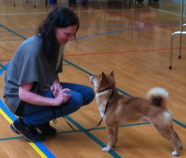 Shiba Max billede 20