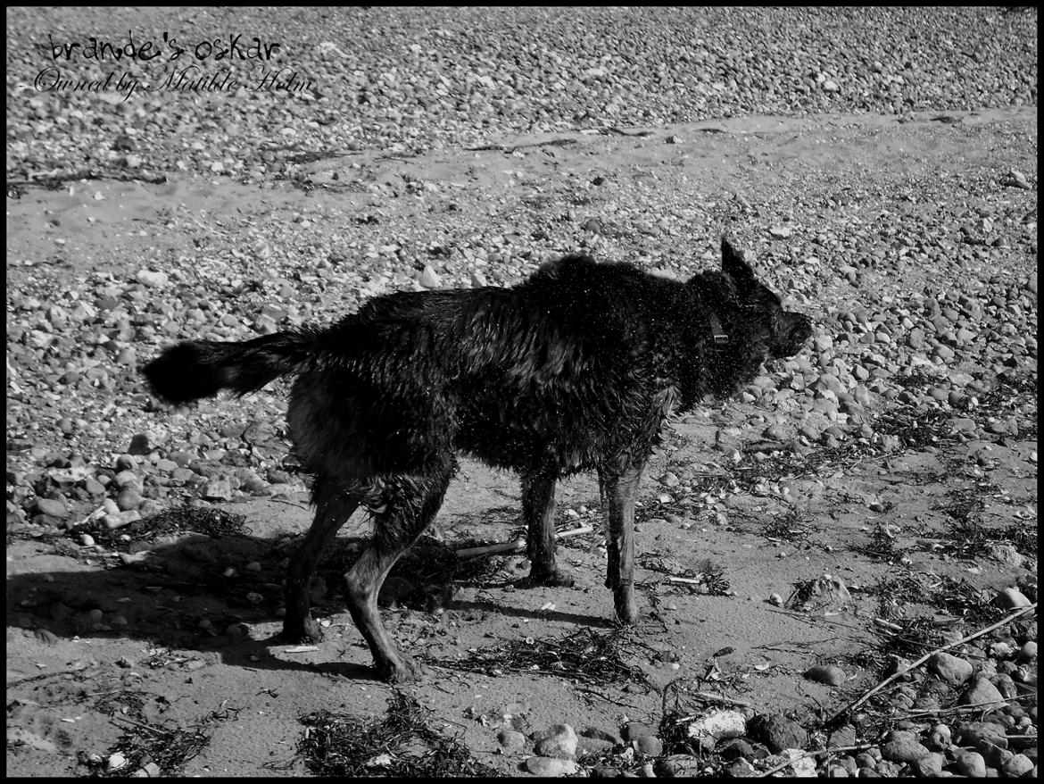 Blanding af racer Oskar R.I.P billede 16