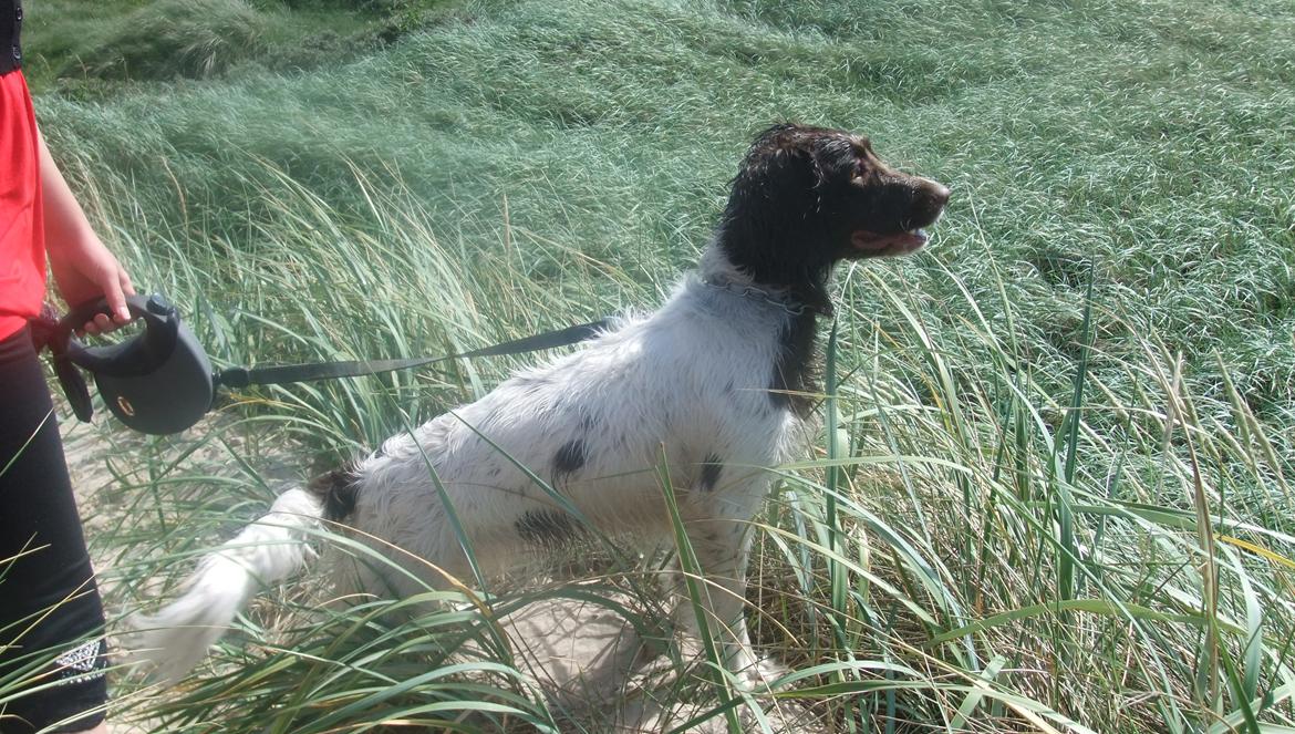 Field Trial spaniel Chanel billede 1