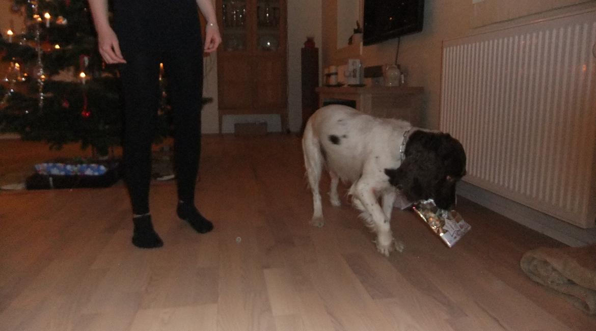 Field Trial spaniel Chanel billede 3