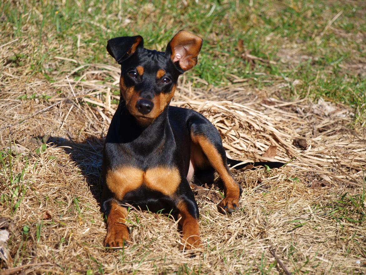 Dvaergpinscher Vaks  - Ren afslapning hjemme april 2012 billede 14