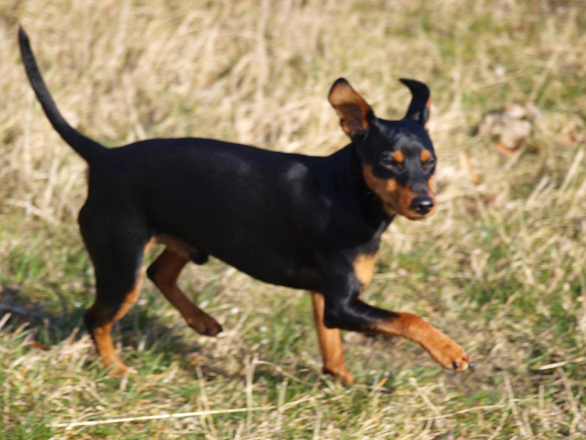 Dvaergpinscher Vaks  - April 2012  billede 15
