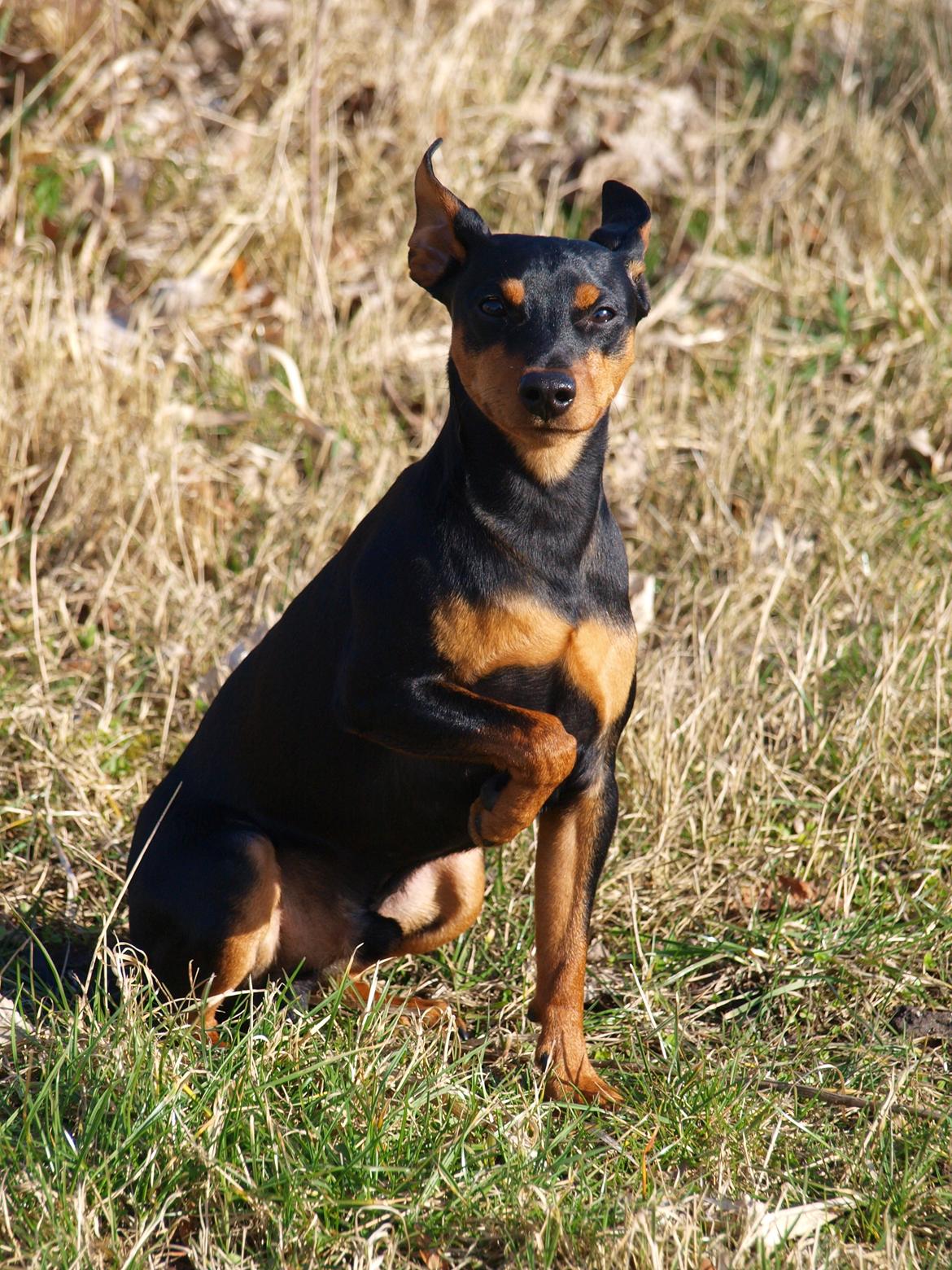 Dvaergpinscher Vaks  - April 2012 billede 16