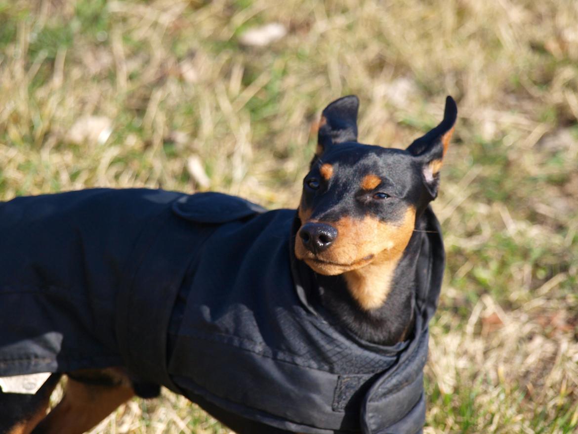 Dvaergpinscher Vaks  - April 2012 billede 17