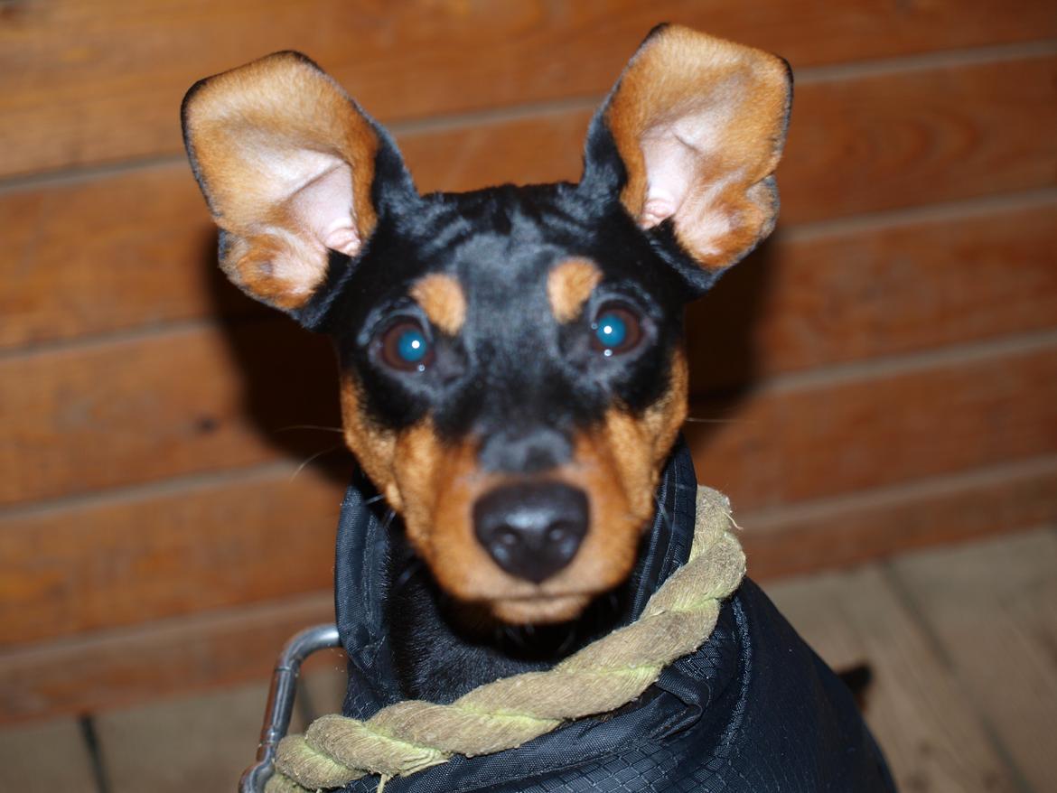 Dvaergpinscher Vaks  - Vaks med til ridestævne marts 2012  billede 18