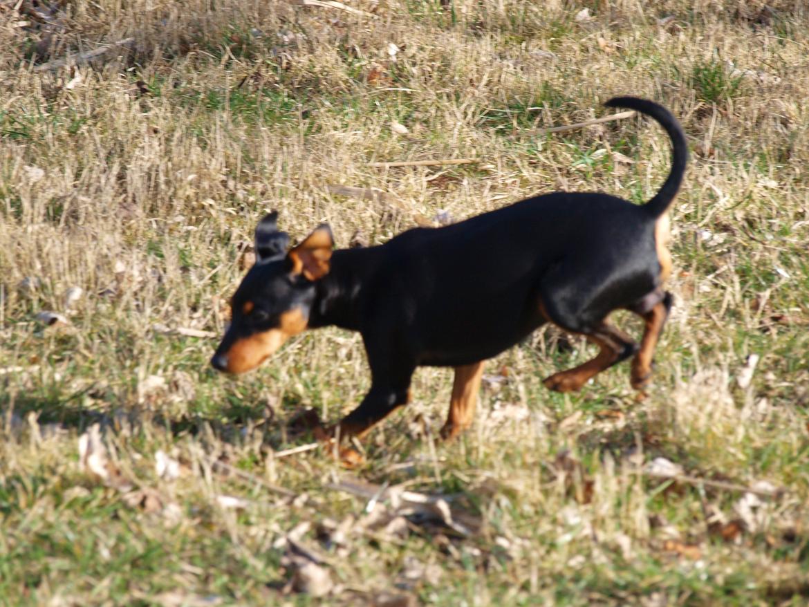 Dvaergpinscher Vaks  - Skøre hund :-) April 2012 billede 19