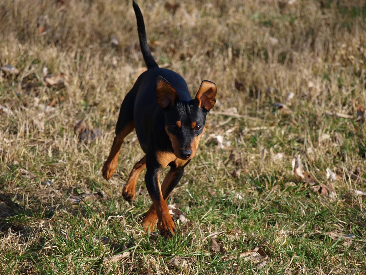 Dvaergpinscher Vaks  - Skøre hund :-) April 2012 billede 20