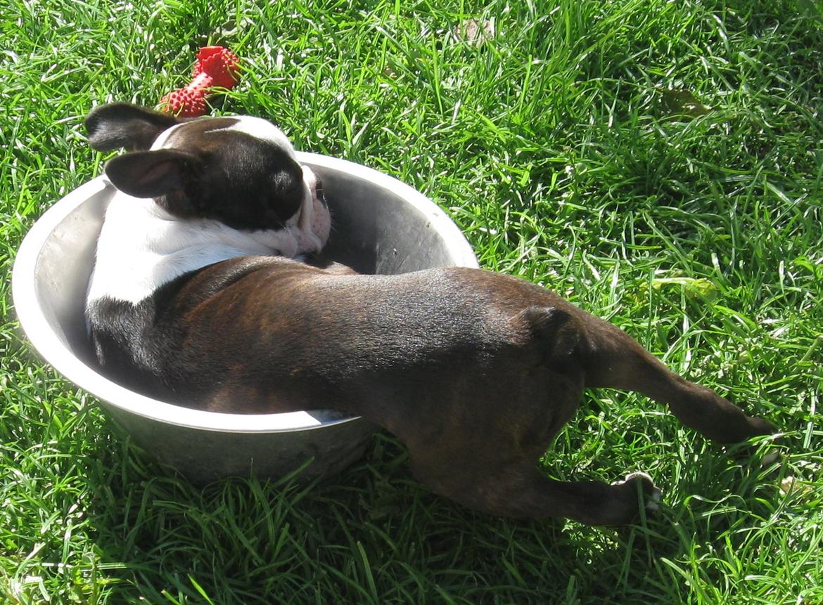 Boston terrier Nelly billede 17