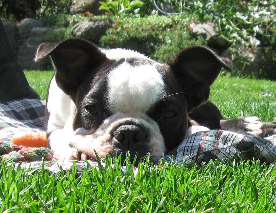 Boston terrier Nelly billede 18