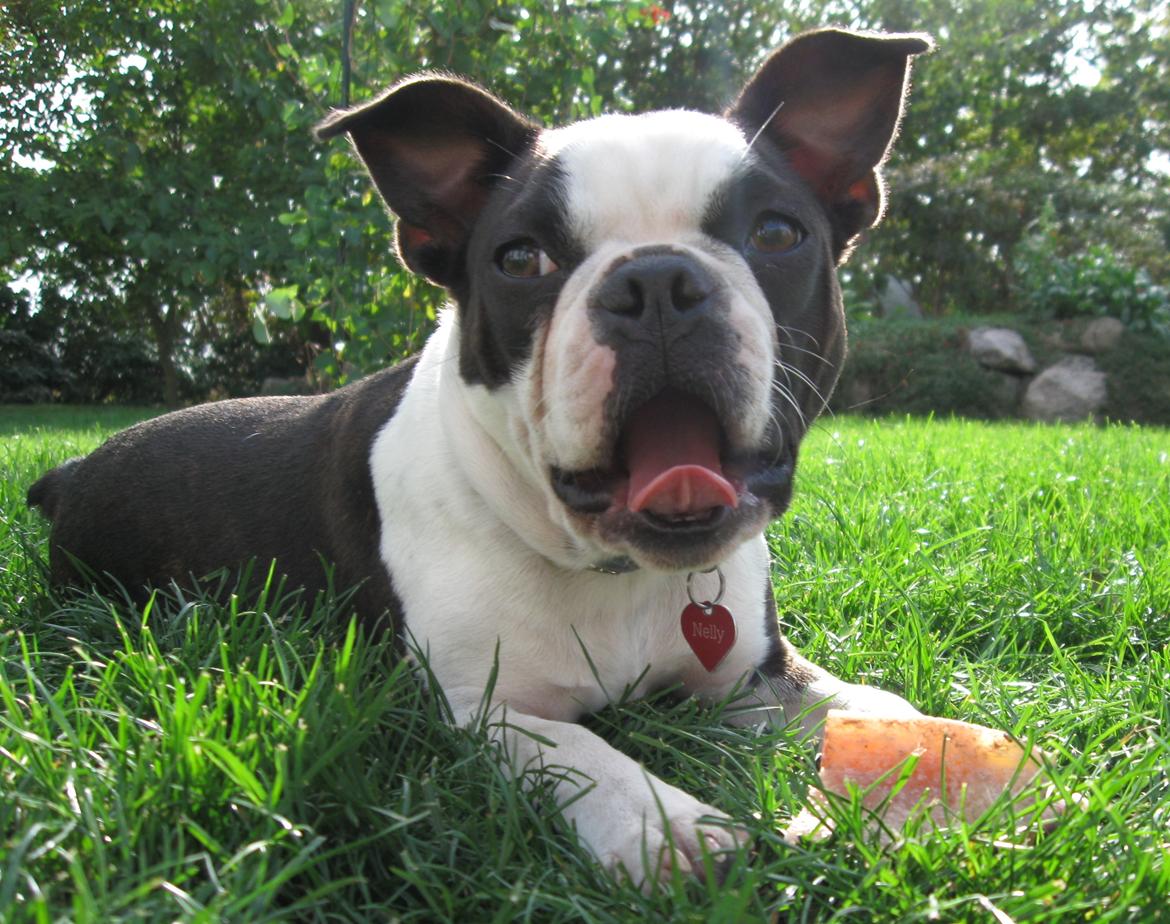 Boston terrier Nelly billede 19