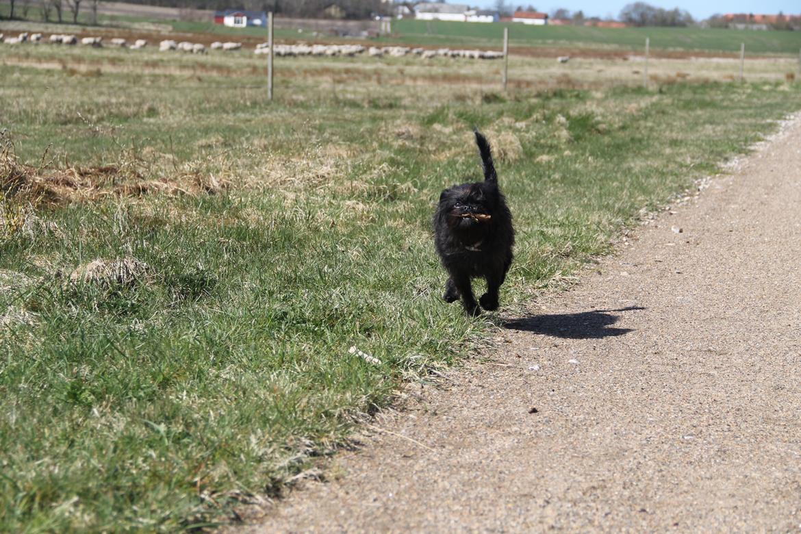 Griffon belge Fie billede 5