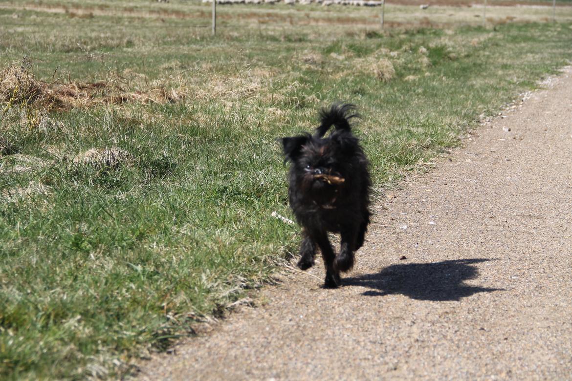 Griffon belge Fie billede 6