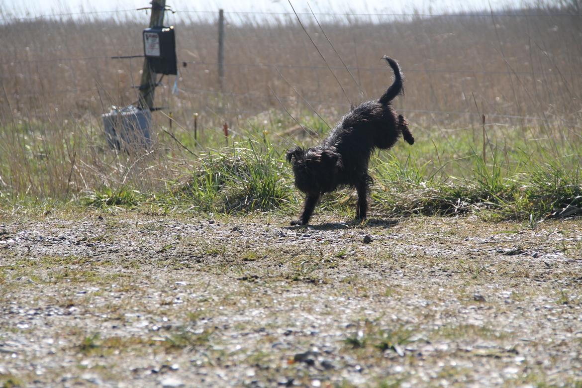 Griffon belge Fie billede 7