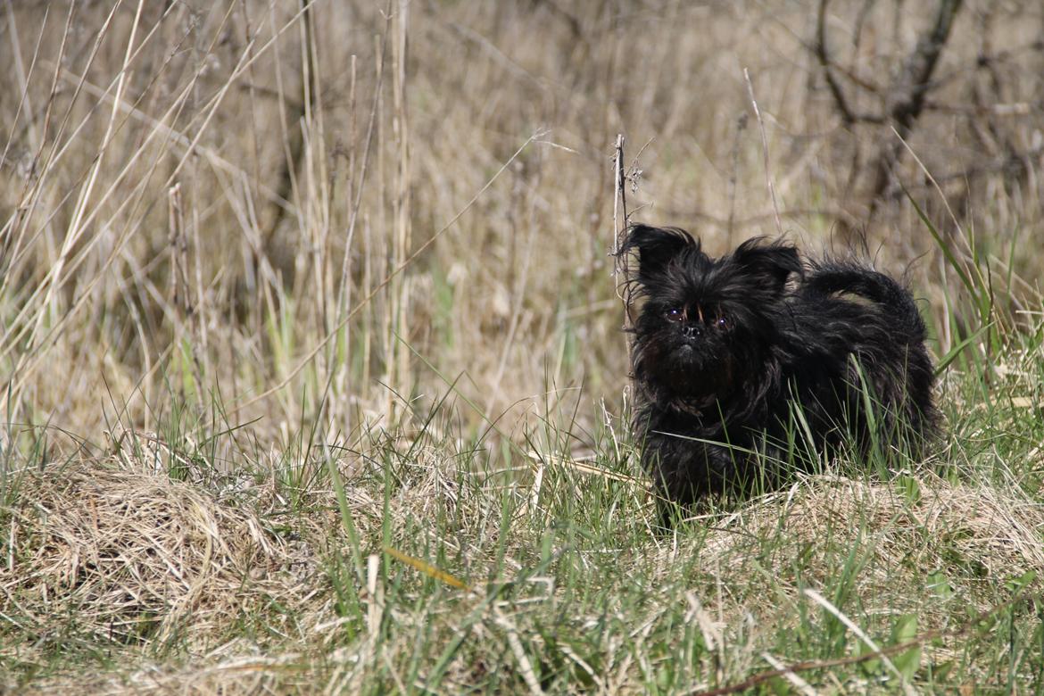 Griffon belge Fie billede 8