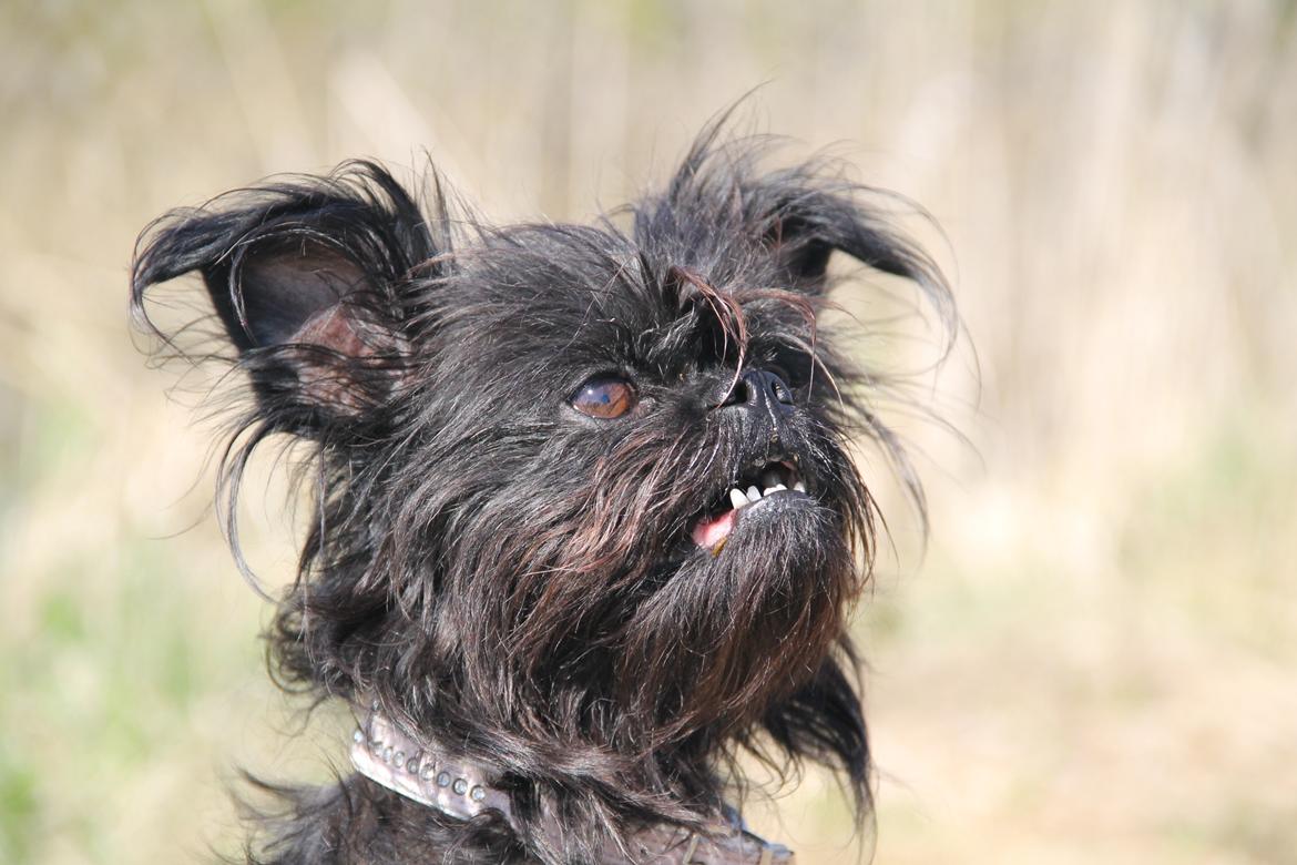 Griffon belge Fie billede 9