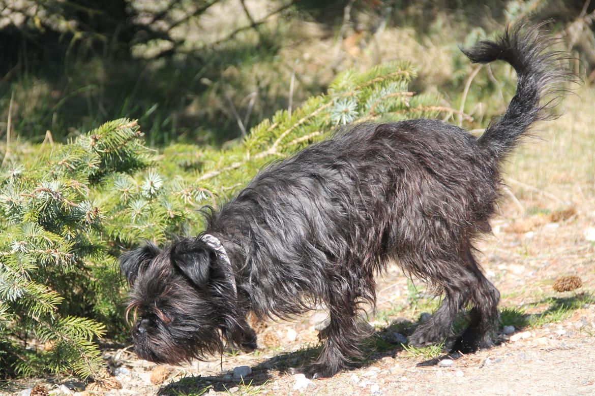 Griffon belge Fie billede 10