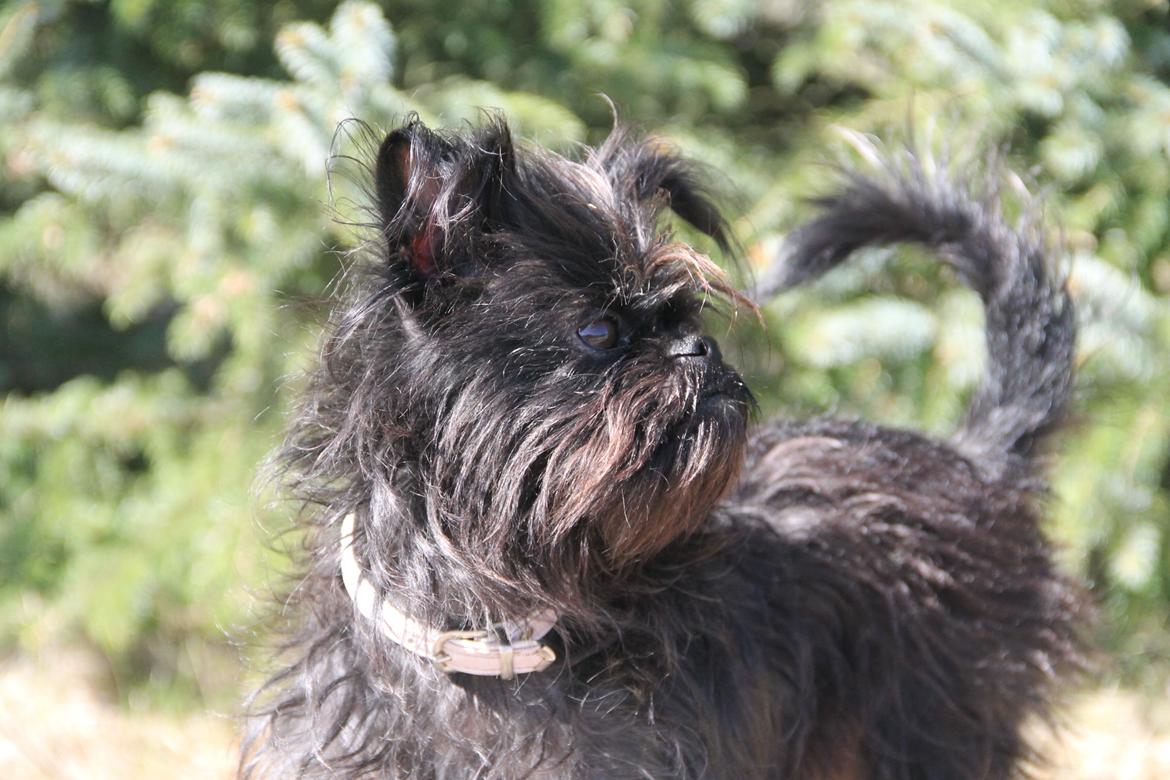 Griffon belge Fie billede 11