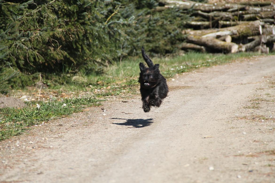 Griffon belge Fie billede 12