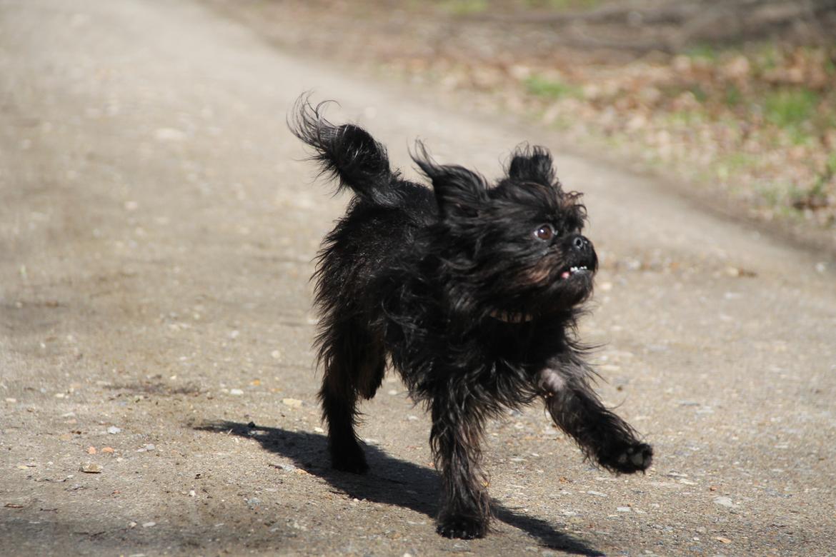 Griffon belge Fie billede 13