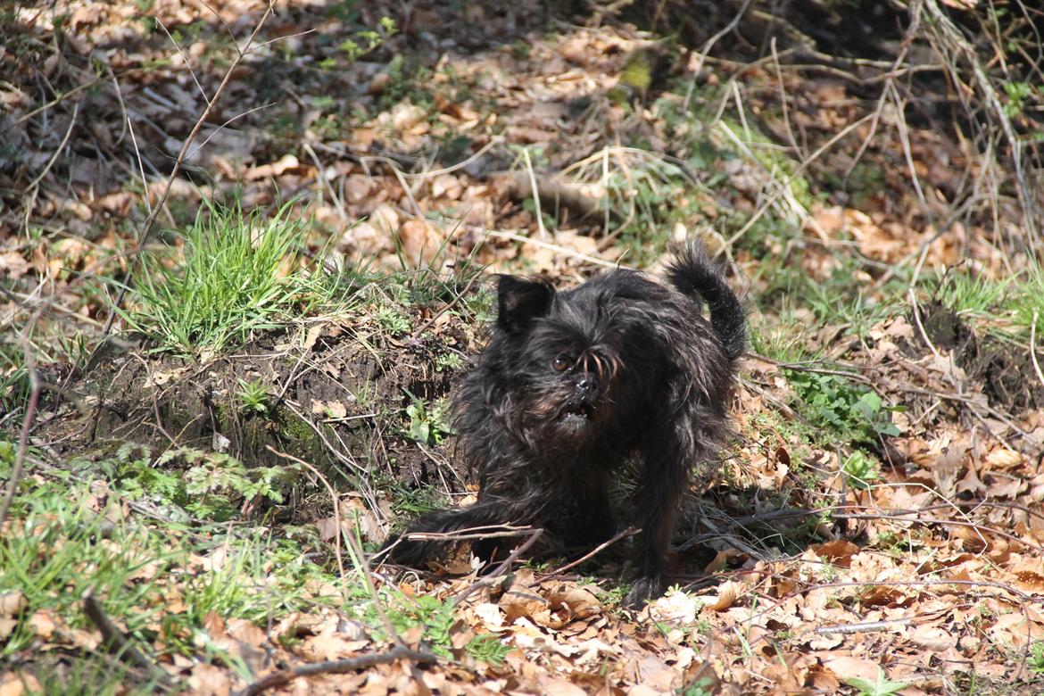 Griffon belge Fie billede 14