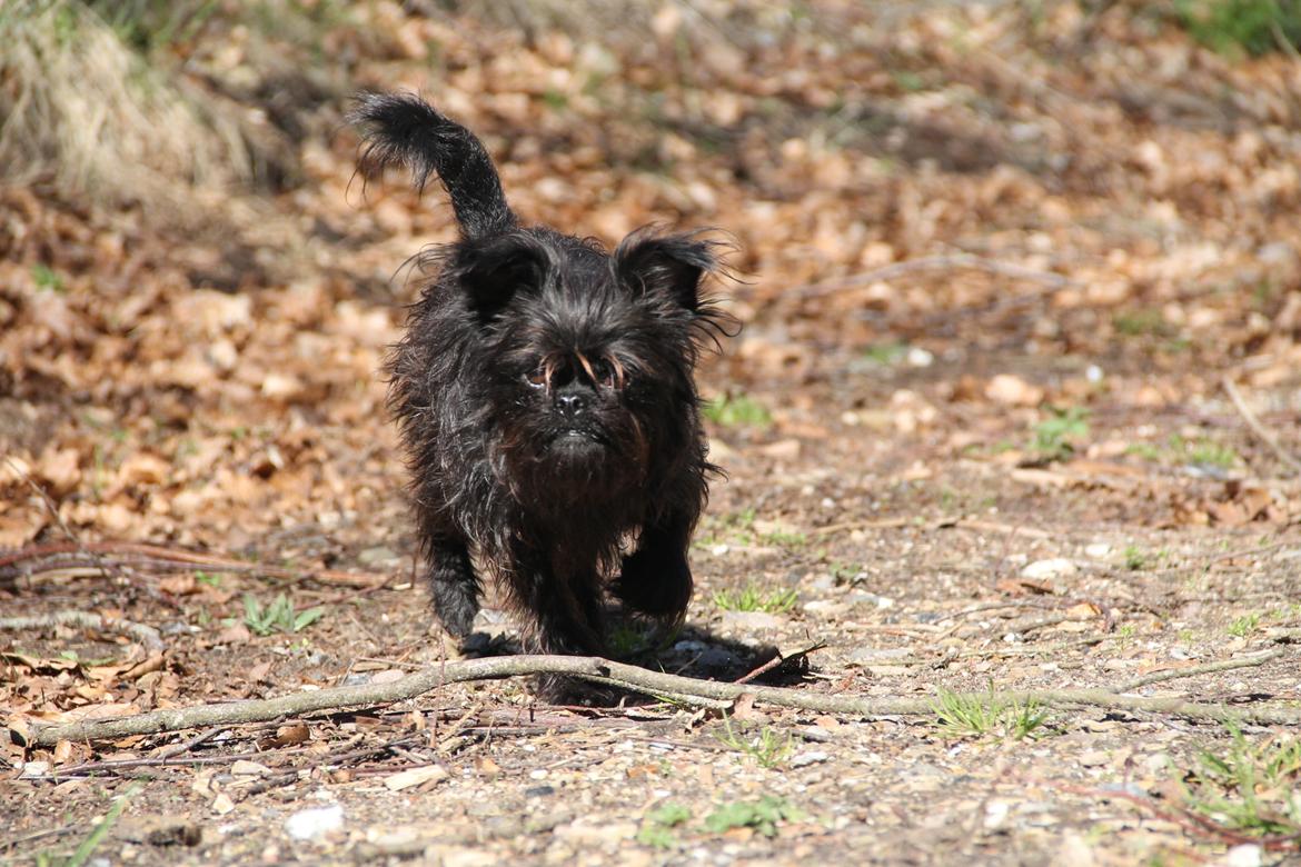 Griffon belge Fie billede 15