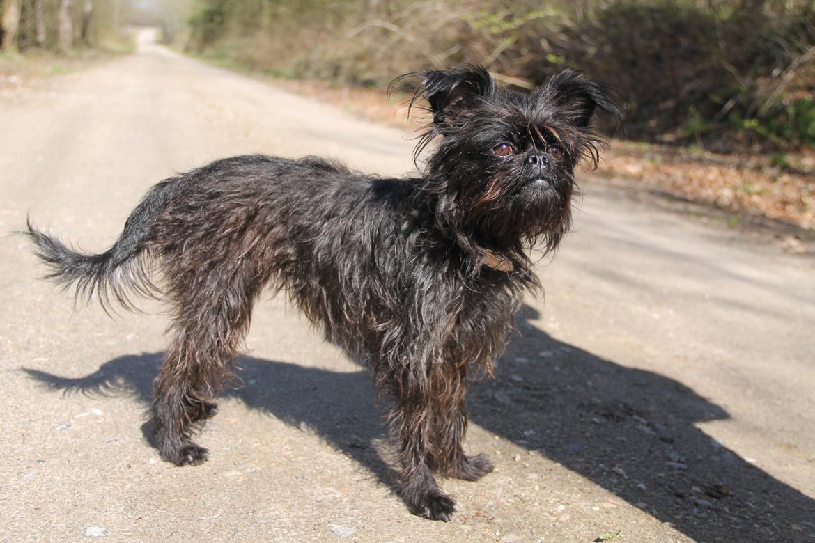 Griffon belge Fie billede 16