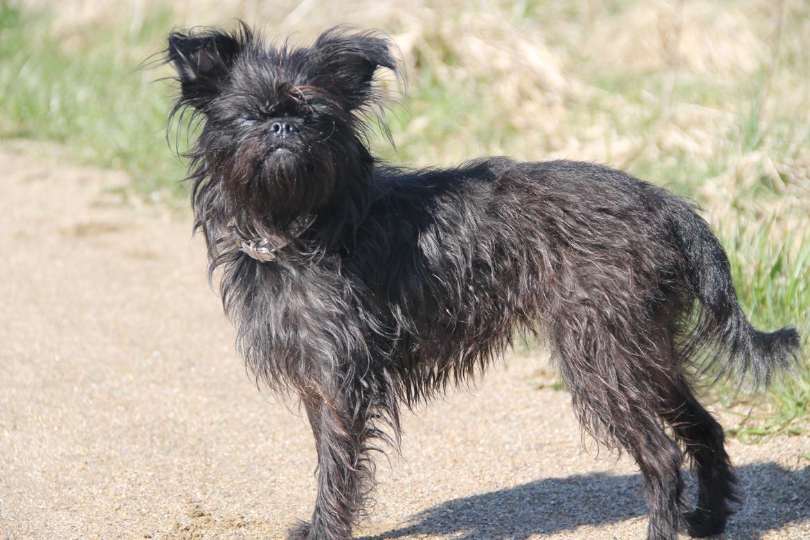 Griffon belge Fie billede 17