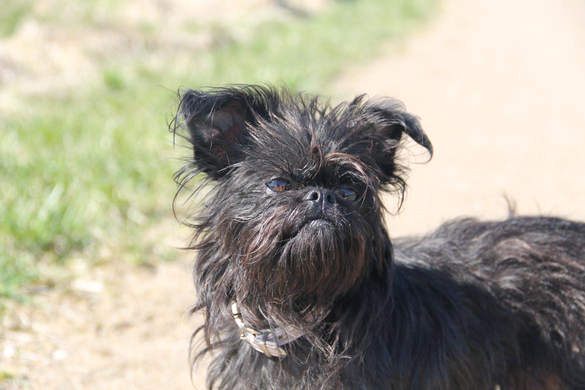 Griffon belge Fie billede 18