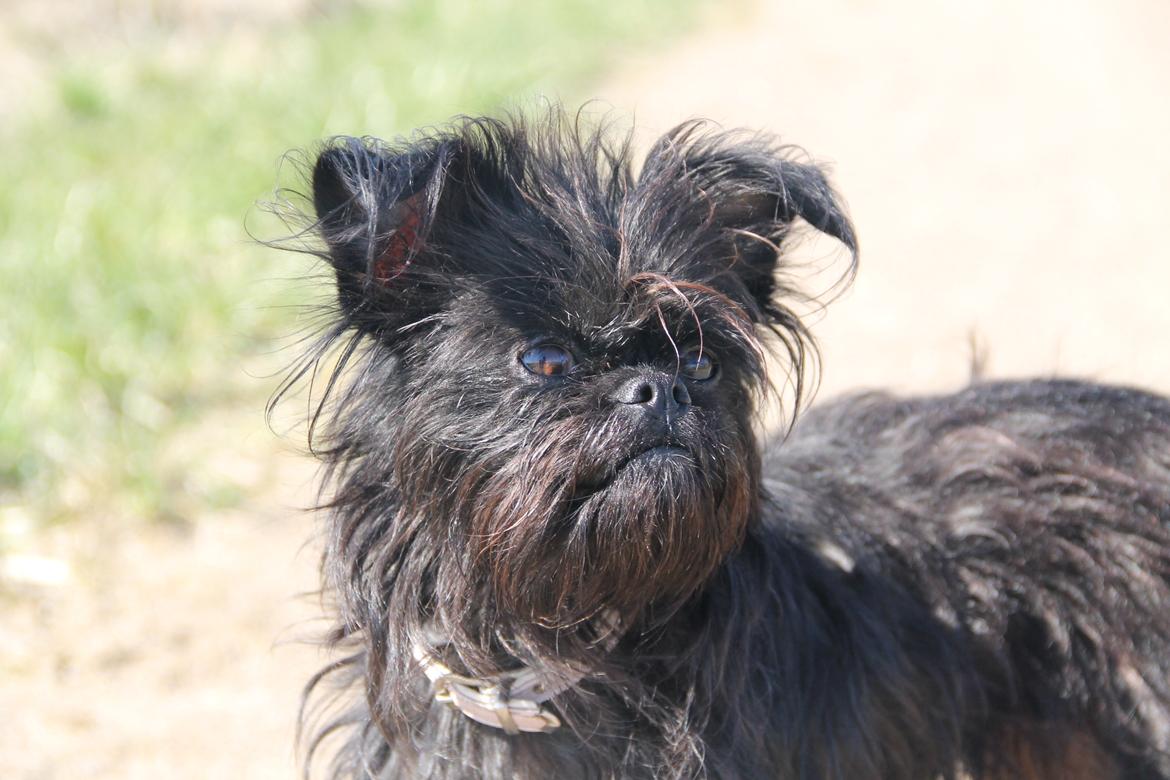 Griffon belge Fie billede 19