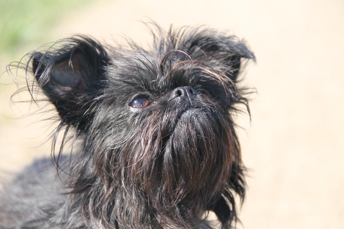 Griffon belge Fie billede 20