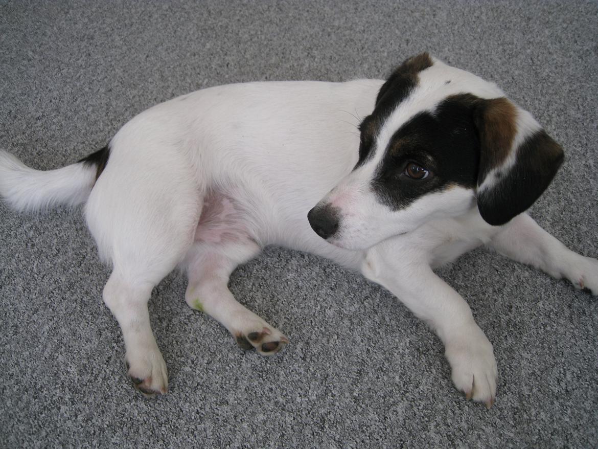 Blanding af racer Niller billede 1