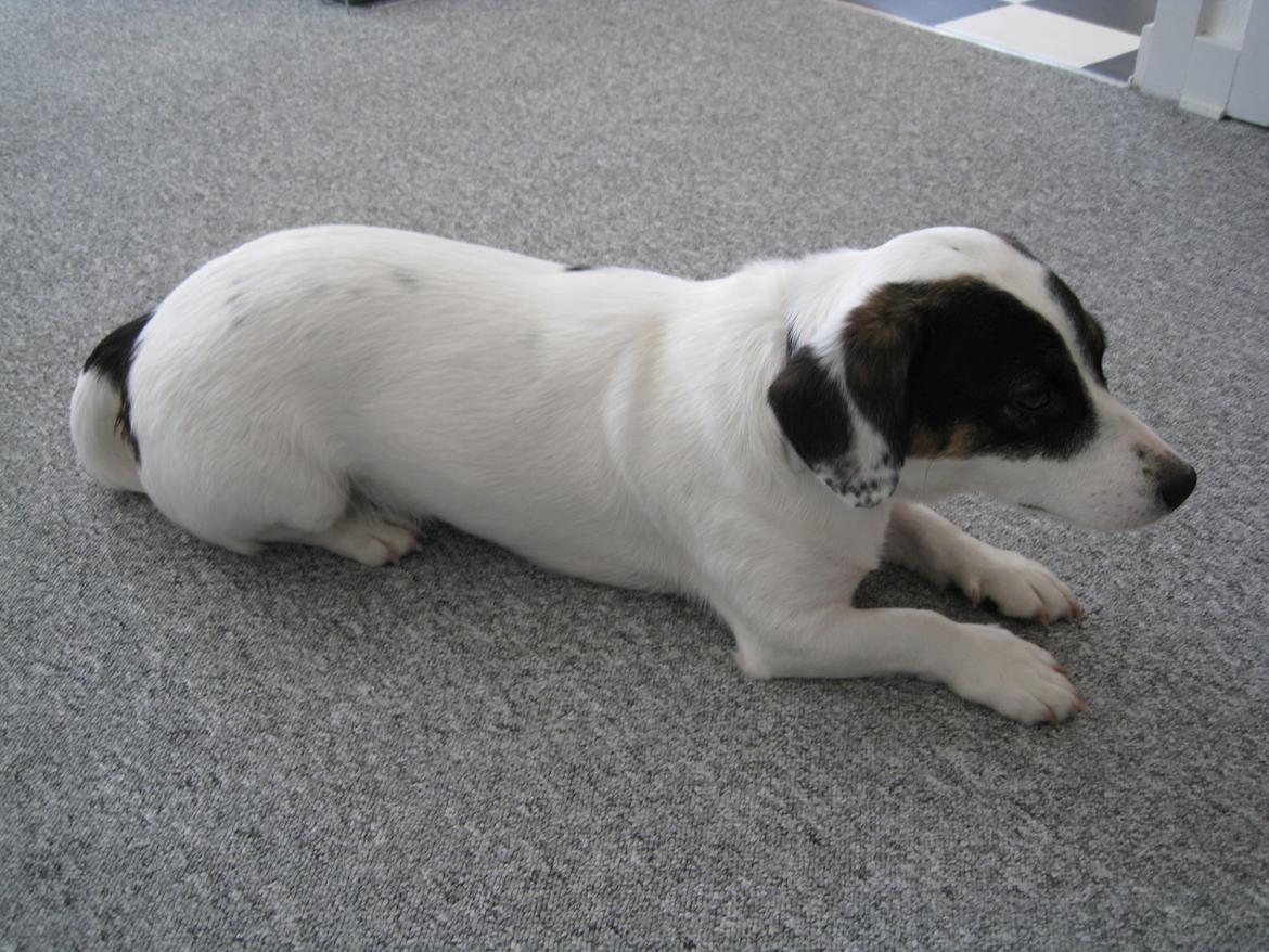 Blanding af racer Niller billede 2