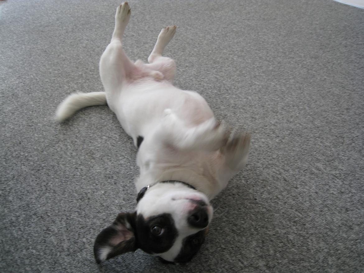 Blanding af racer Niller - Vinke Vinke Vinke billede 3