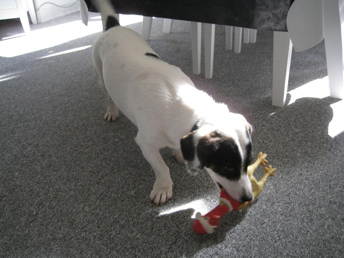 Blanding af racer Niller billede 4