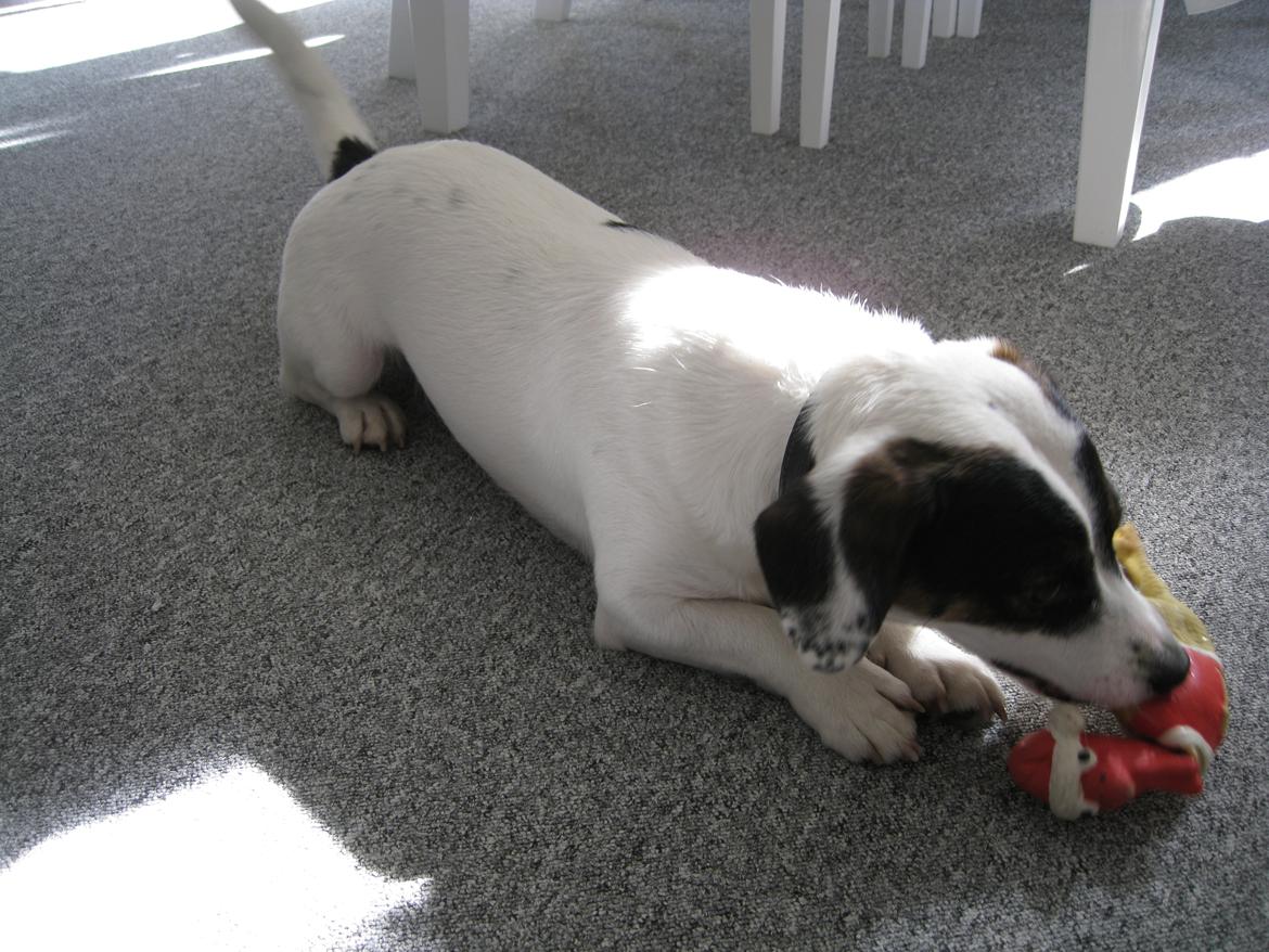 Blanding af racer Niller billede 5